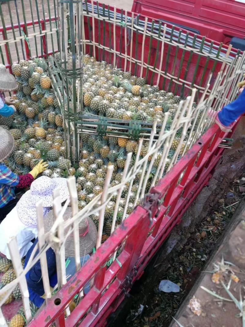 长期有货一手货源新鲜菠萝