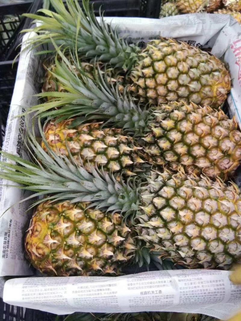 长期有货一手货源新鲜菠萝