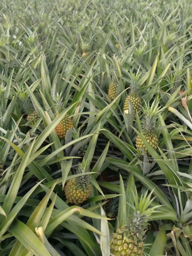 长期有货一手货源新鲜菠萝