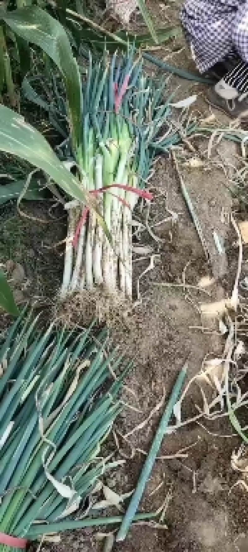 山东本地长白大葱