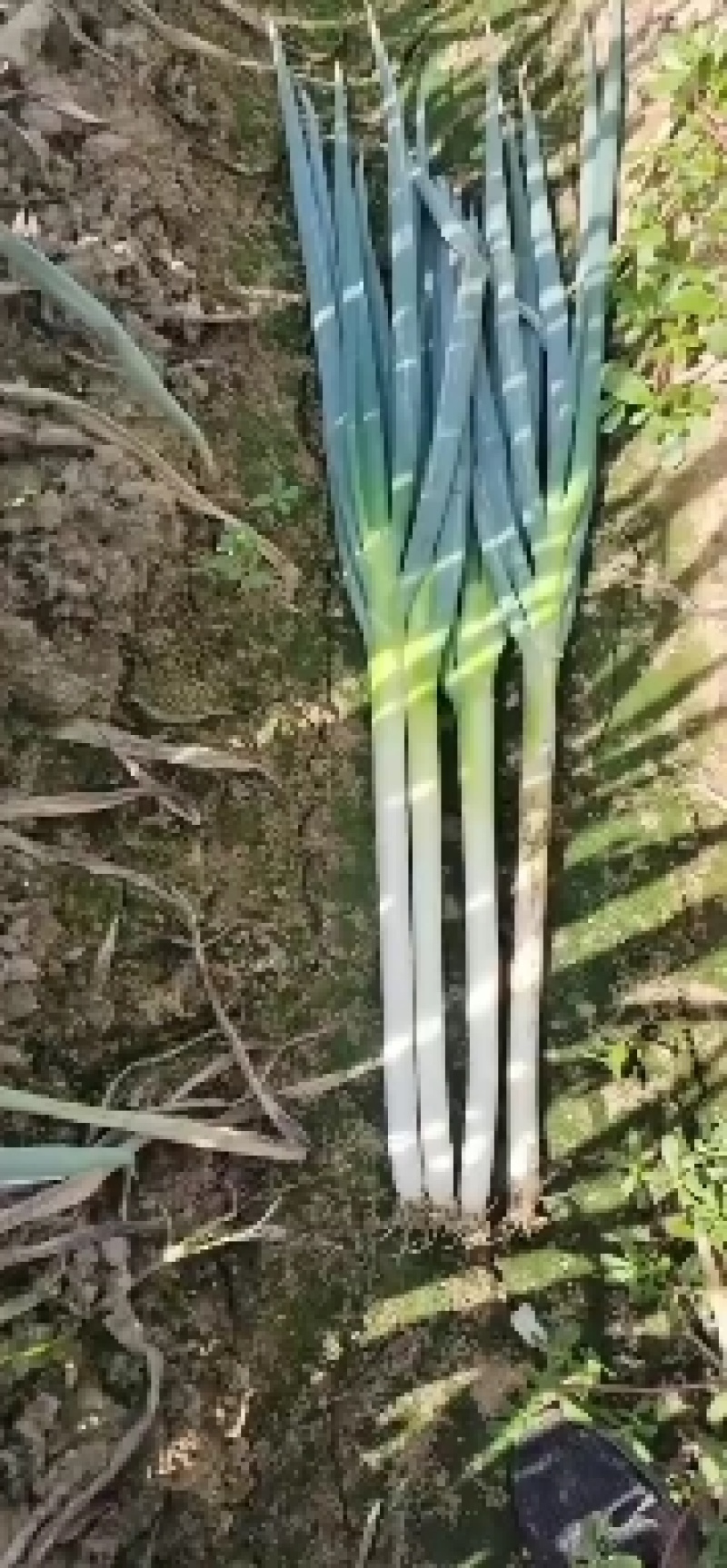 山东本地长白大葱