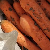 精品胡萝卜常年种植出售
