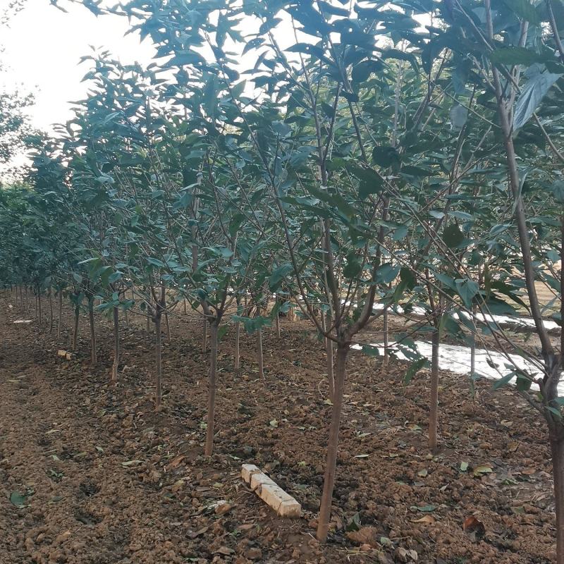 樱花3~12公分分枝点90~1.2米精品