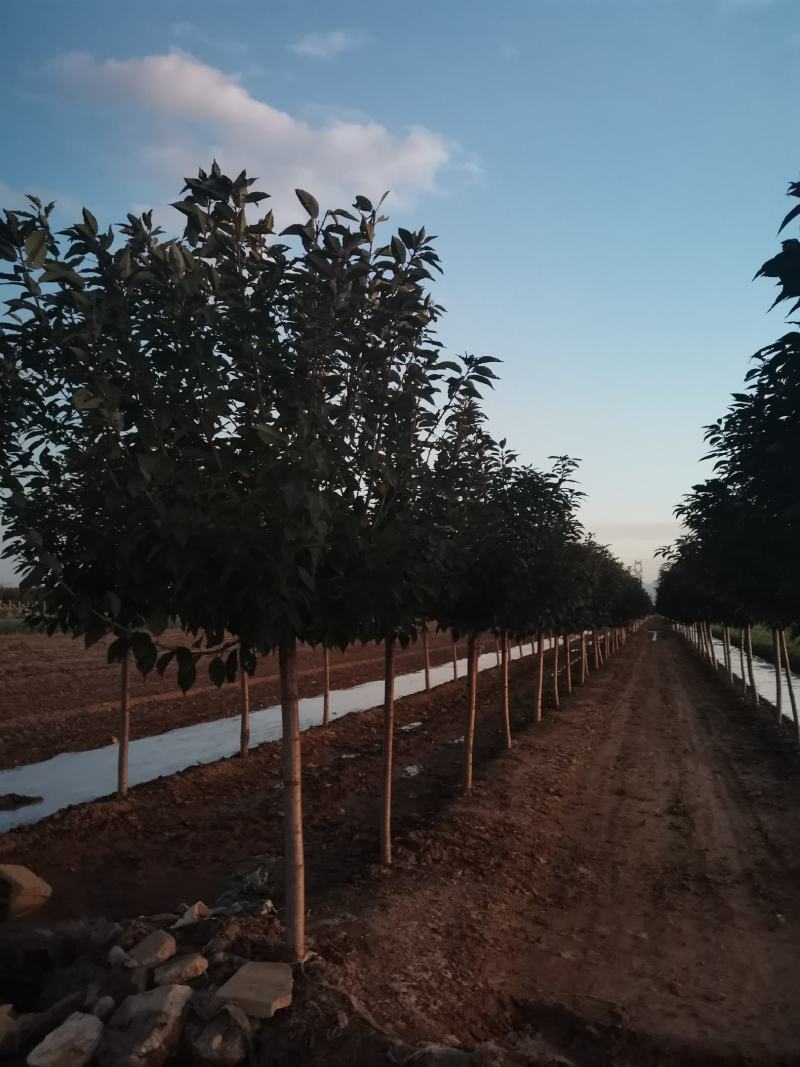 樱花3~12公分分枝点90~1.2米精品