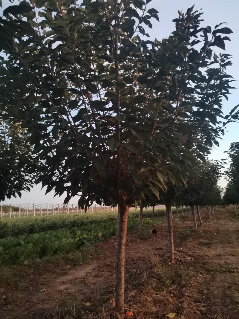 樱花3~12公分分枝点90~1.2米精品
