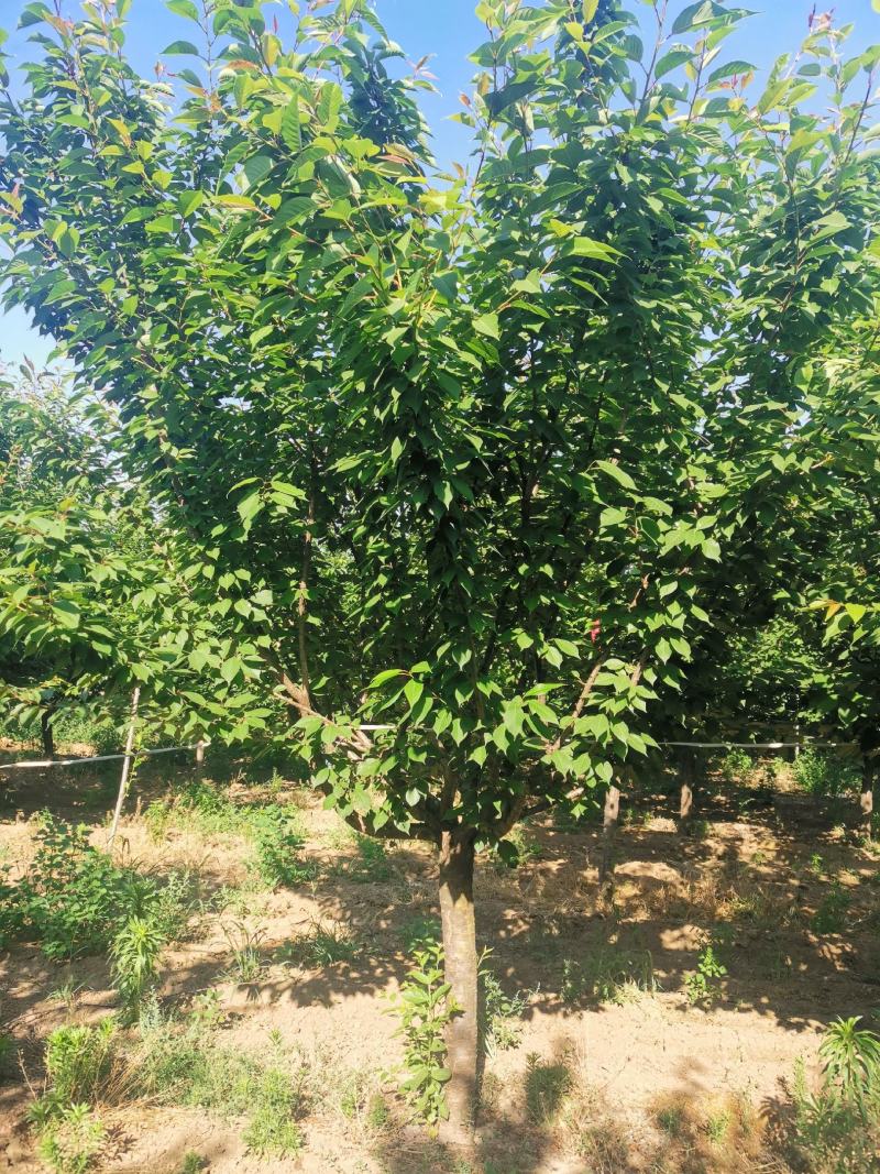 樱花3~12公分分枝点90~1.2米精品