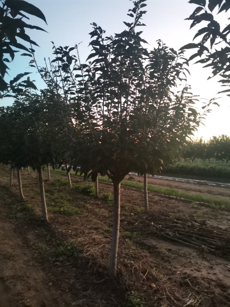 樱花3~12公分分枝点90~1.2米精品