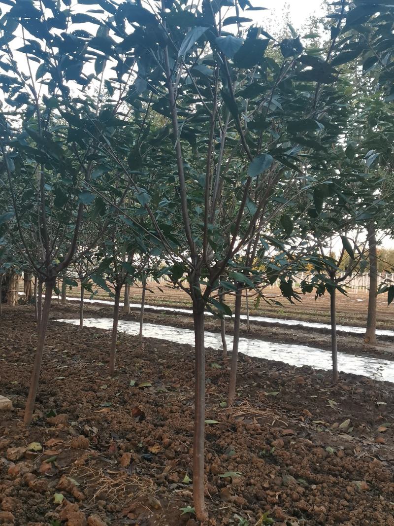 樱花3~12公分分枝点90~1.2米精品