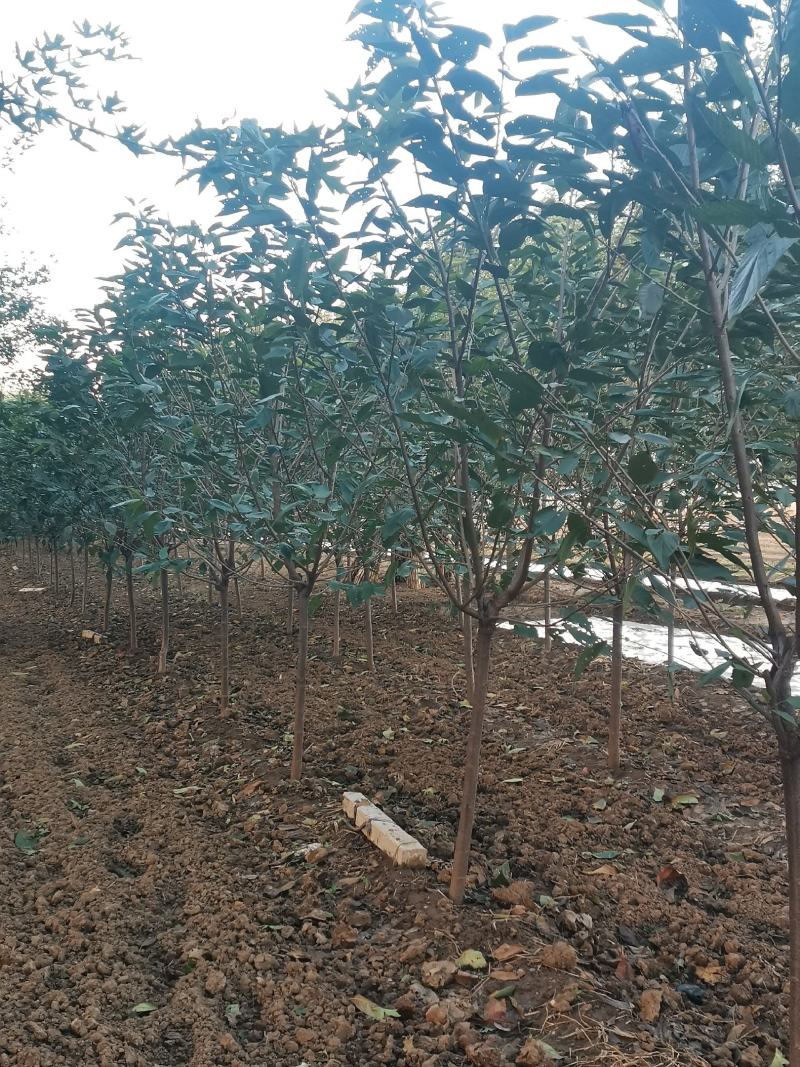 樱花3~12公分分枝点90~1.2米精品
