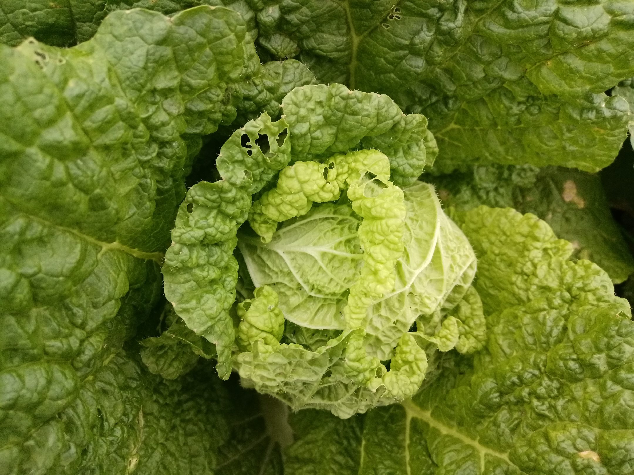 娃娃菜内部发黑现象