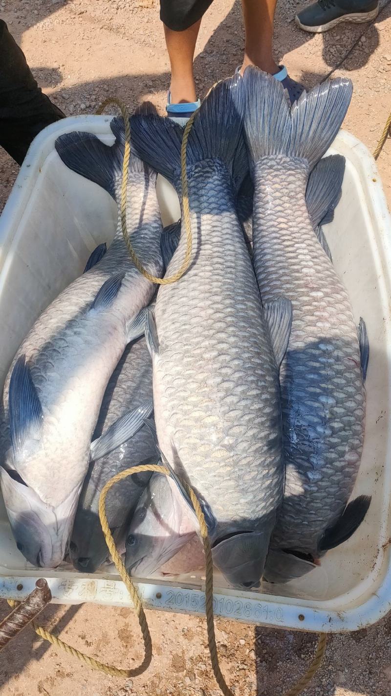 青鱼