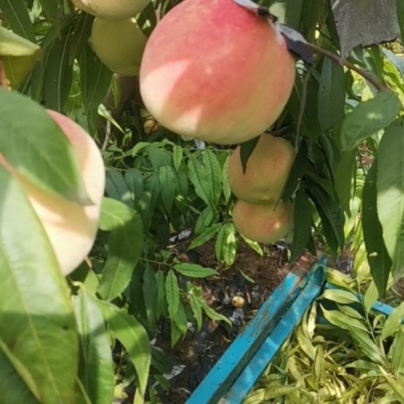 金秋红蜜桃