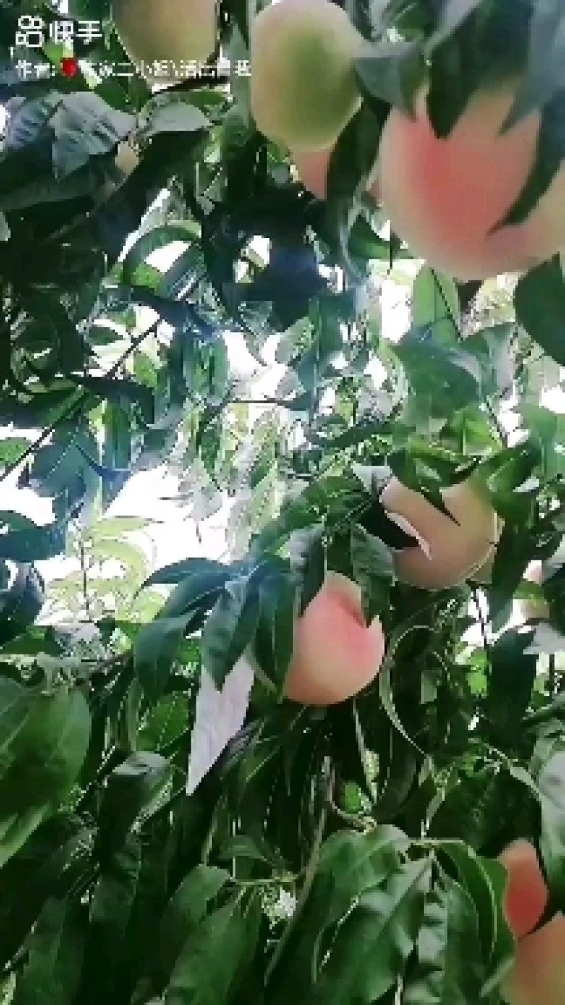 金秋红蜜桃