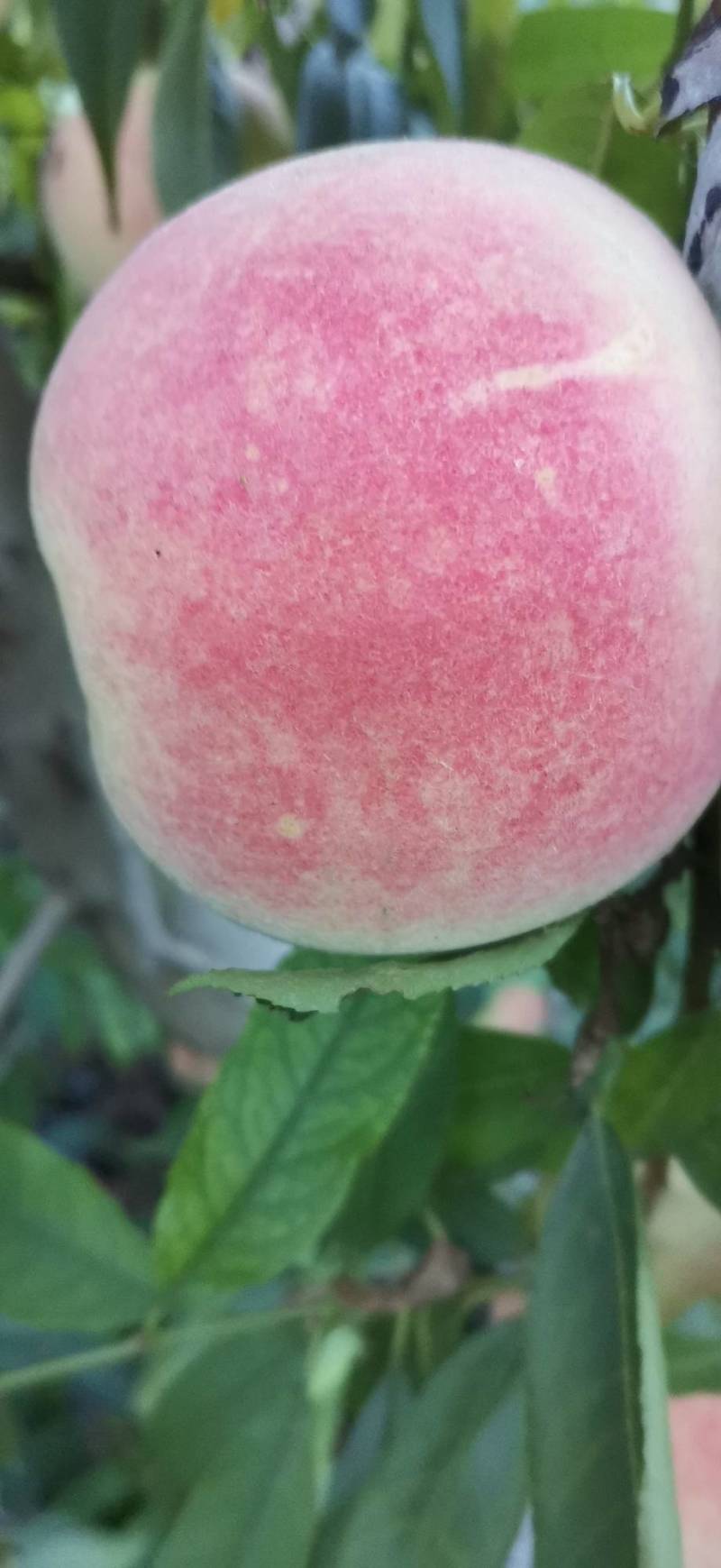 金秋红蜜桃