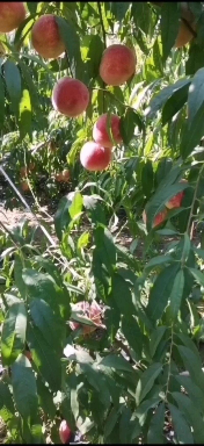 金秋红蜜桃