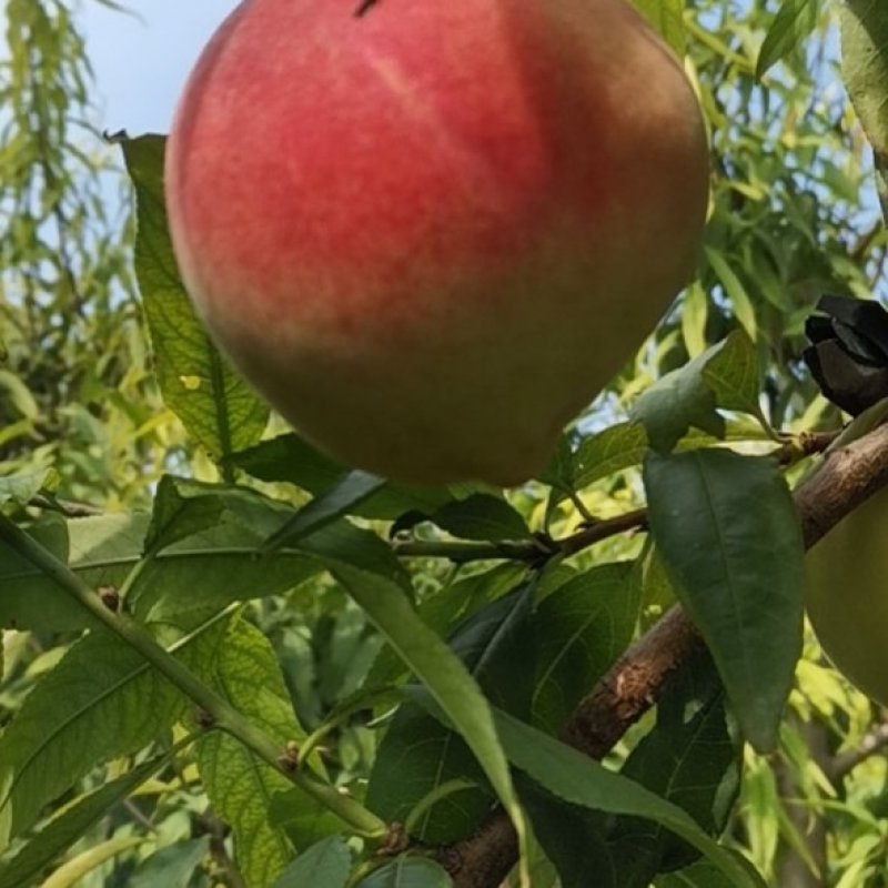 金秋红蜜桃