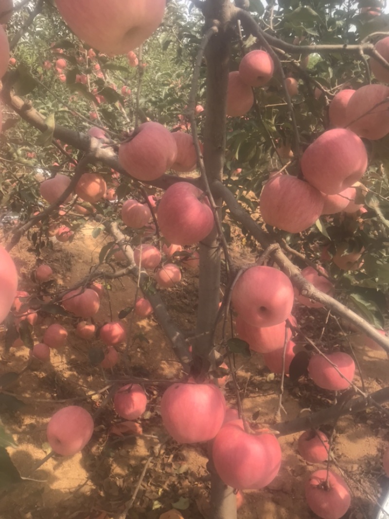 辽宁绥中寒富苹果大量上市，有需要的客户前来采购。