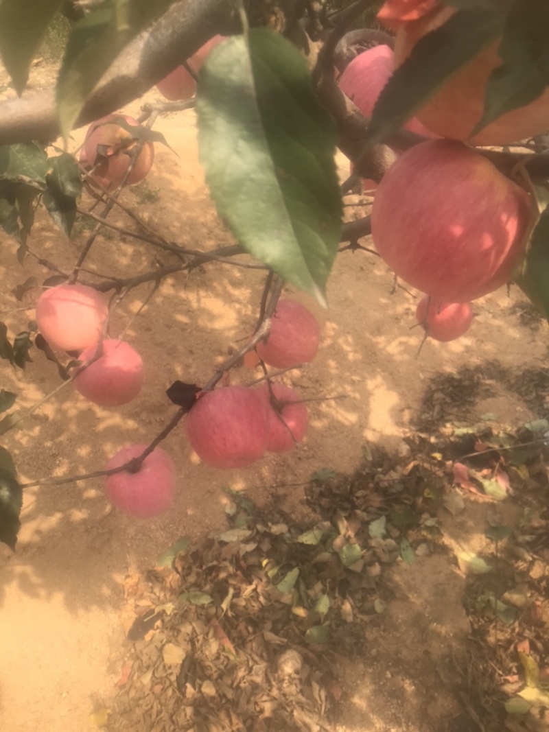 辽宁绥中寒富苹果大量上市，有需要的客户前来采购。