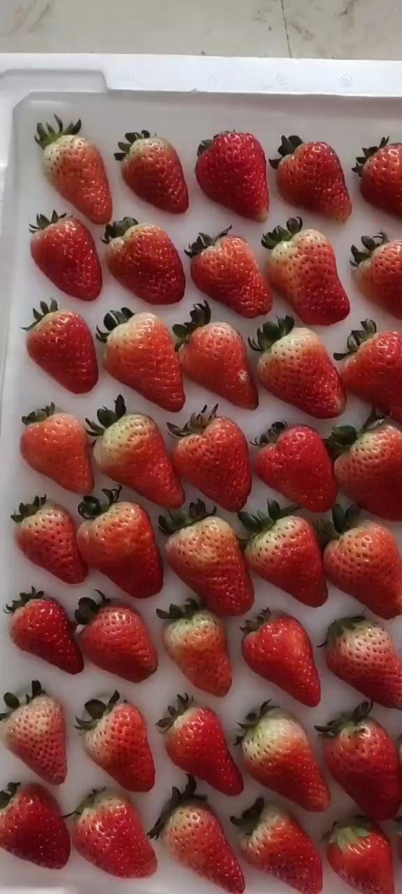 奶油草莓将大量上市。货源充足，包装齐全，对接全国客商。