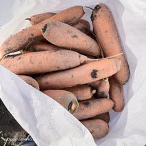 新疆原产地胡萝卜，黄萝卜，低价出售