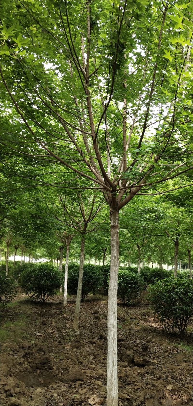 五角枫，十到十八公分，杆直冠圆，黄土地移栽定植苗。