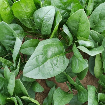 精品菠菜山东大棚蔬菜产地直发高端品质全国发货