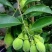 沉香苗【珍贵树木品种，木质坚硬细腻，可做雕刻】