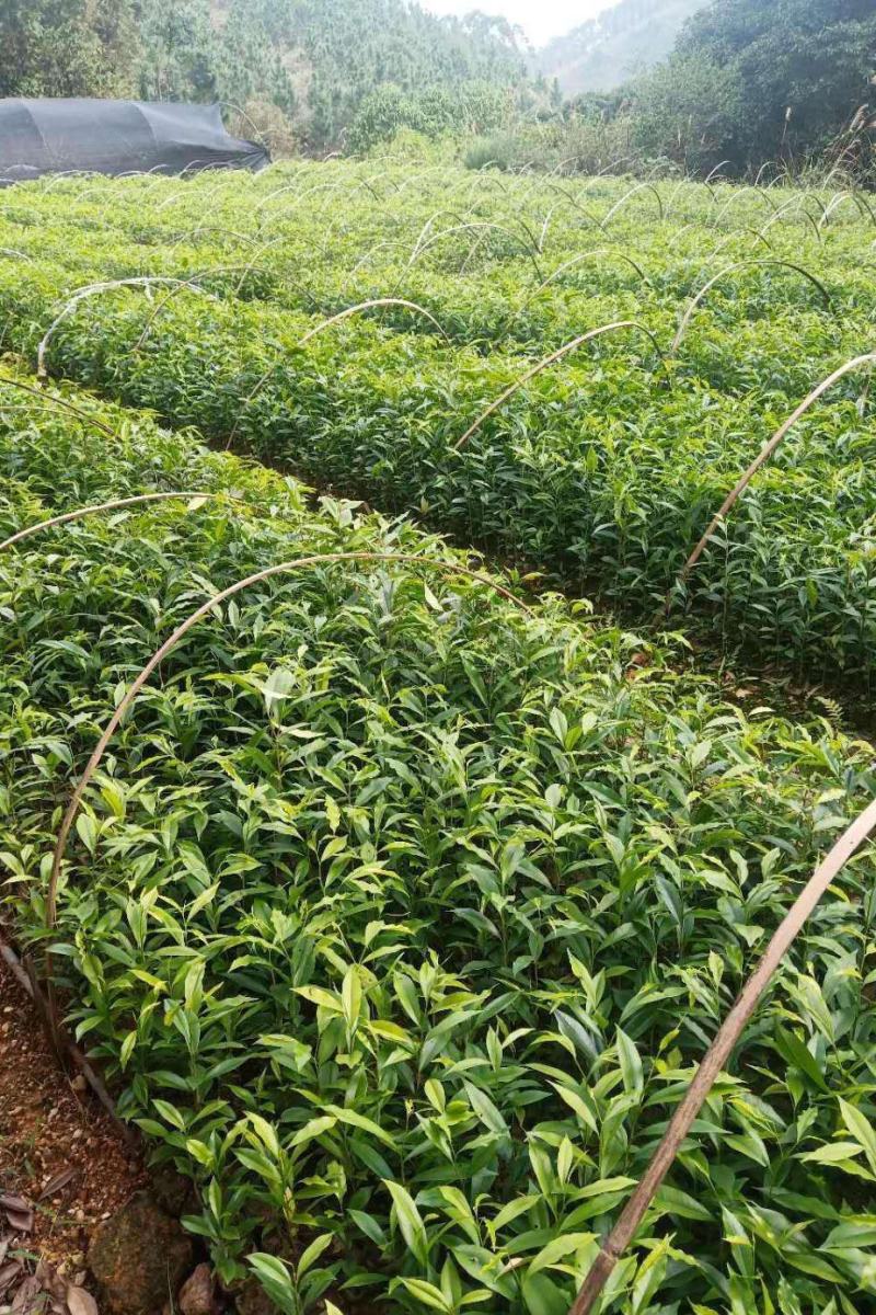 沉香苗【珍贵树木品种，木质坚硬细腻，可做雕刻】
