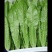 油麦菜上市中发全国各地市场超市电商