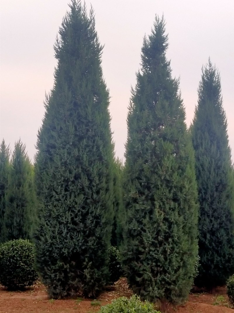 圆柏