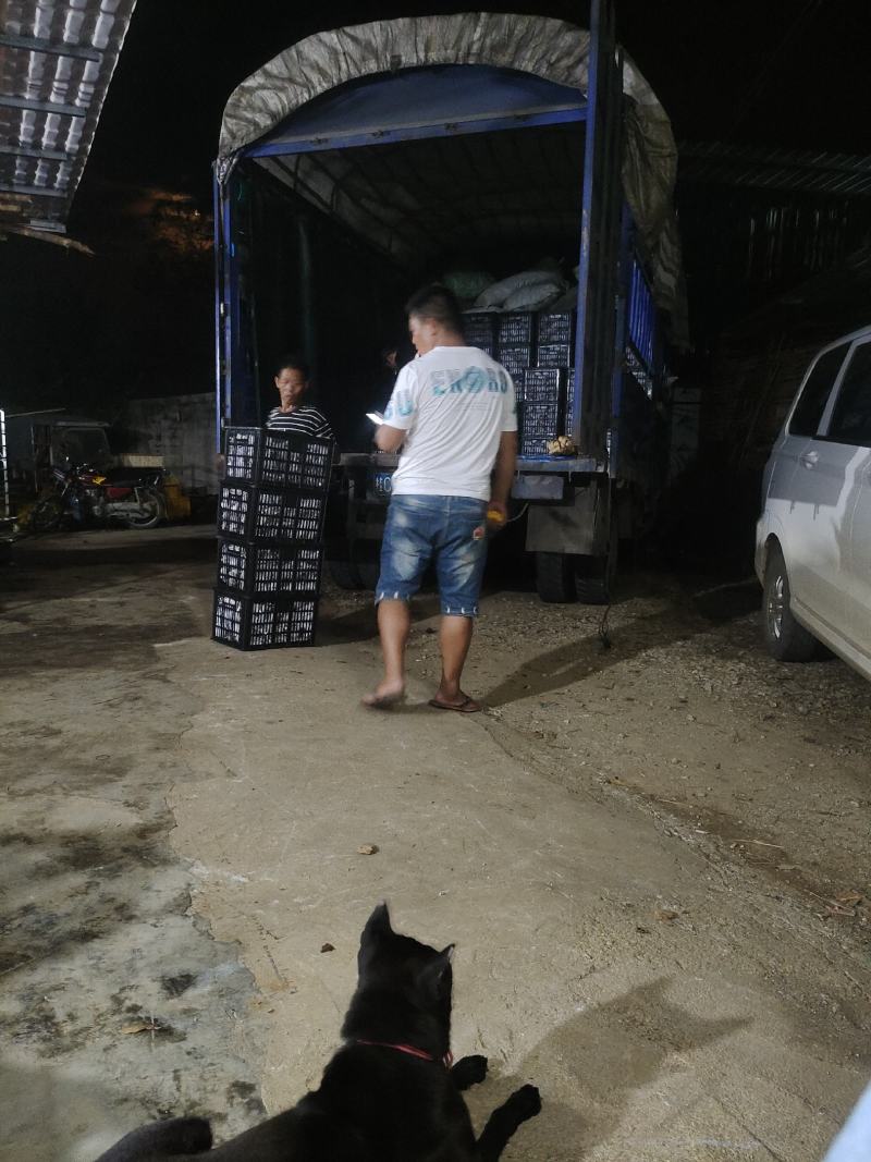 广西桂林平乐二塘柿饼，现在大量上市，一件代发，整车。
