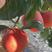 中国红习柚1号晚熟品种农历12月左右成熟