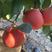 中国红习柚1号晚熟品种农历12月左右成熟