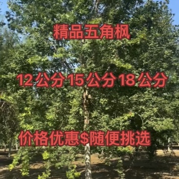 处理精品五角枫元宝枫12公分15公分18公分五角枫