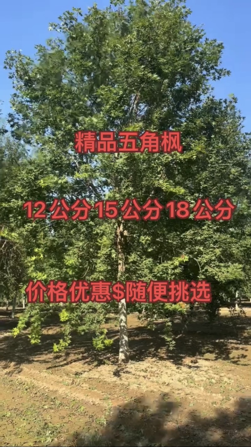 处理精品五角枫元宝枫12公分15公分18公分五角枫