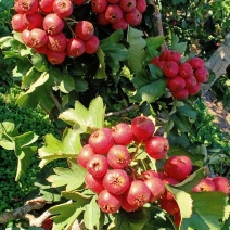 大金星山楂