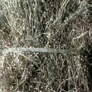 野生白花蛇舌草！顺草