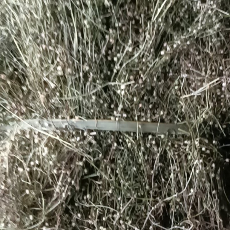 野生白花蛇舌草！顺草
