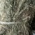 野生白花蛇舌草！顺草