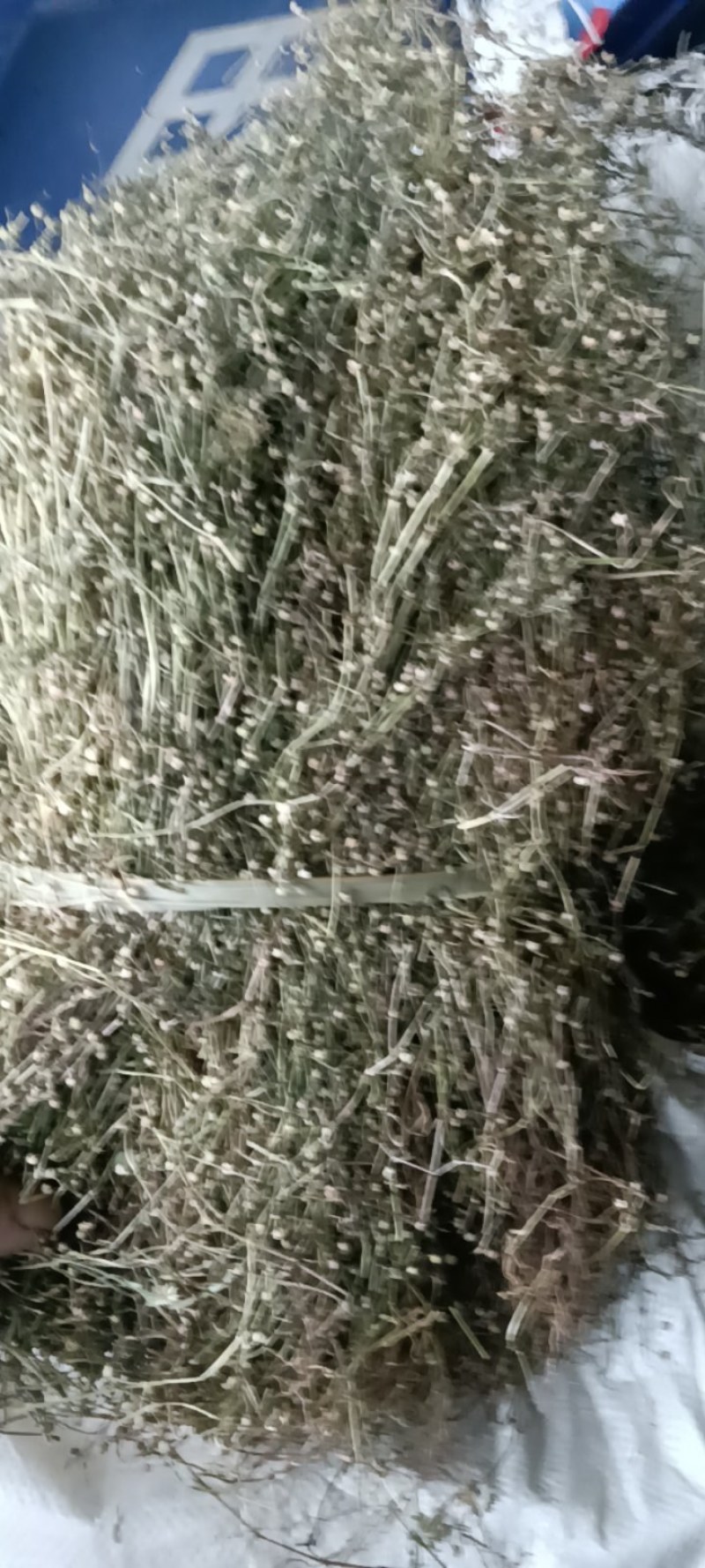 野生白花蛇舌草！顺草