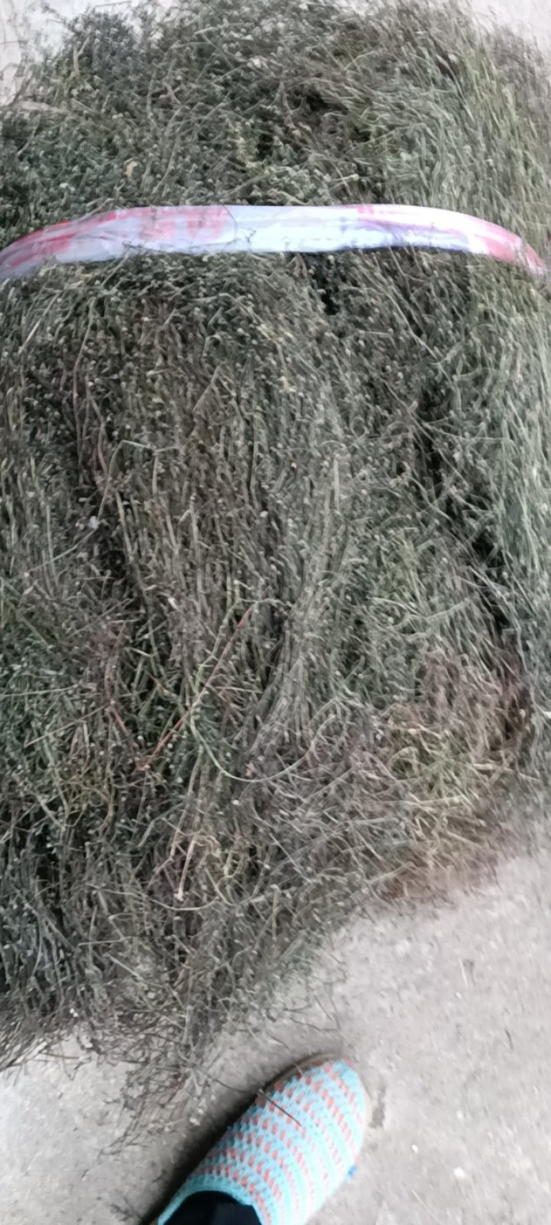 野生白花蛇舌草！顺草