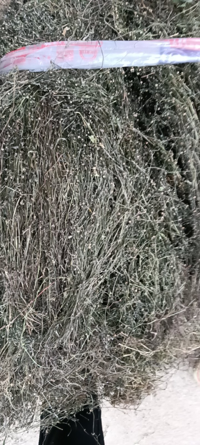 野生白花蛇舌草！顺草