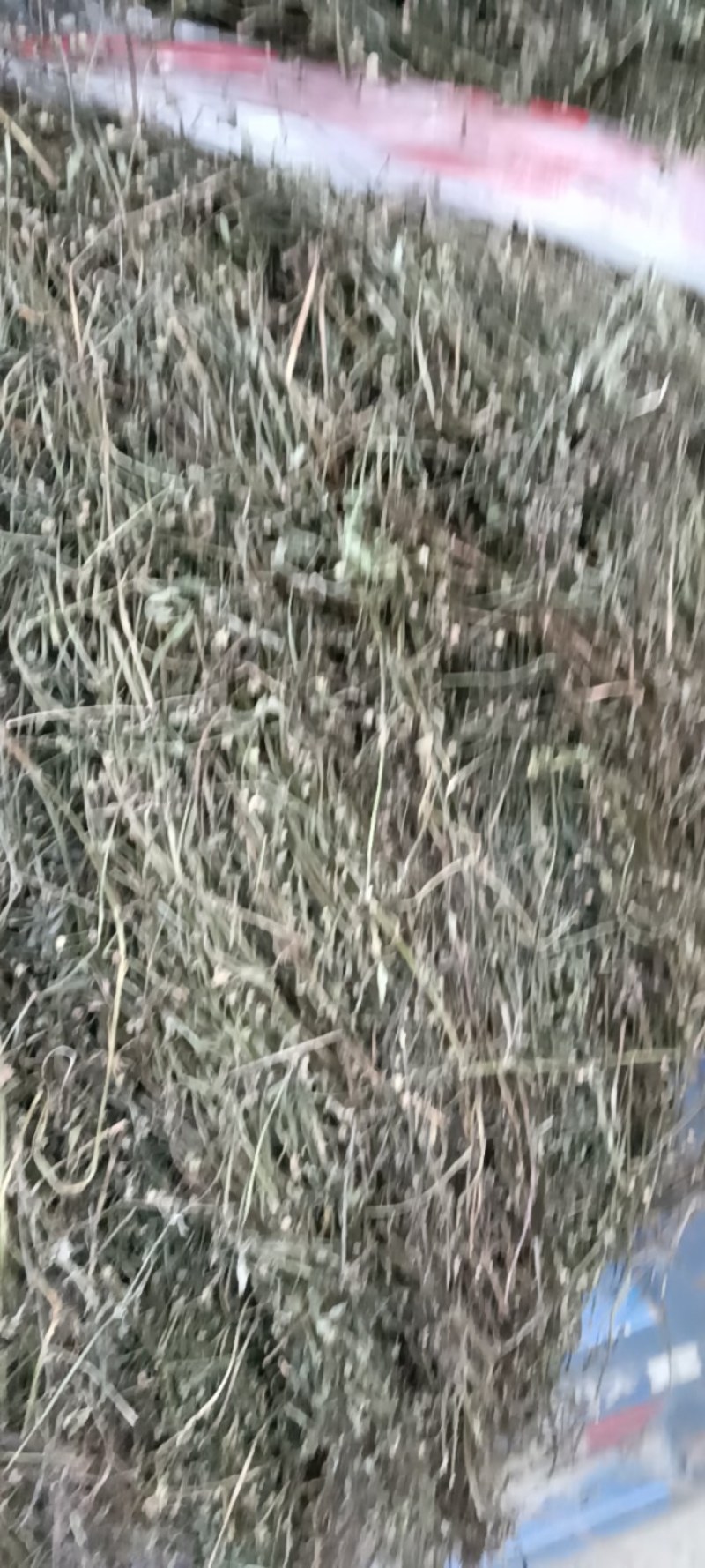 野生白花蛇舌草！顺草