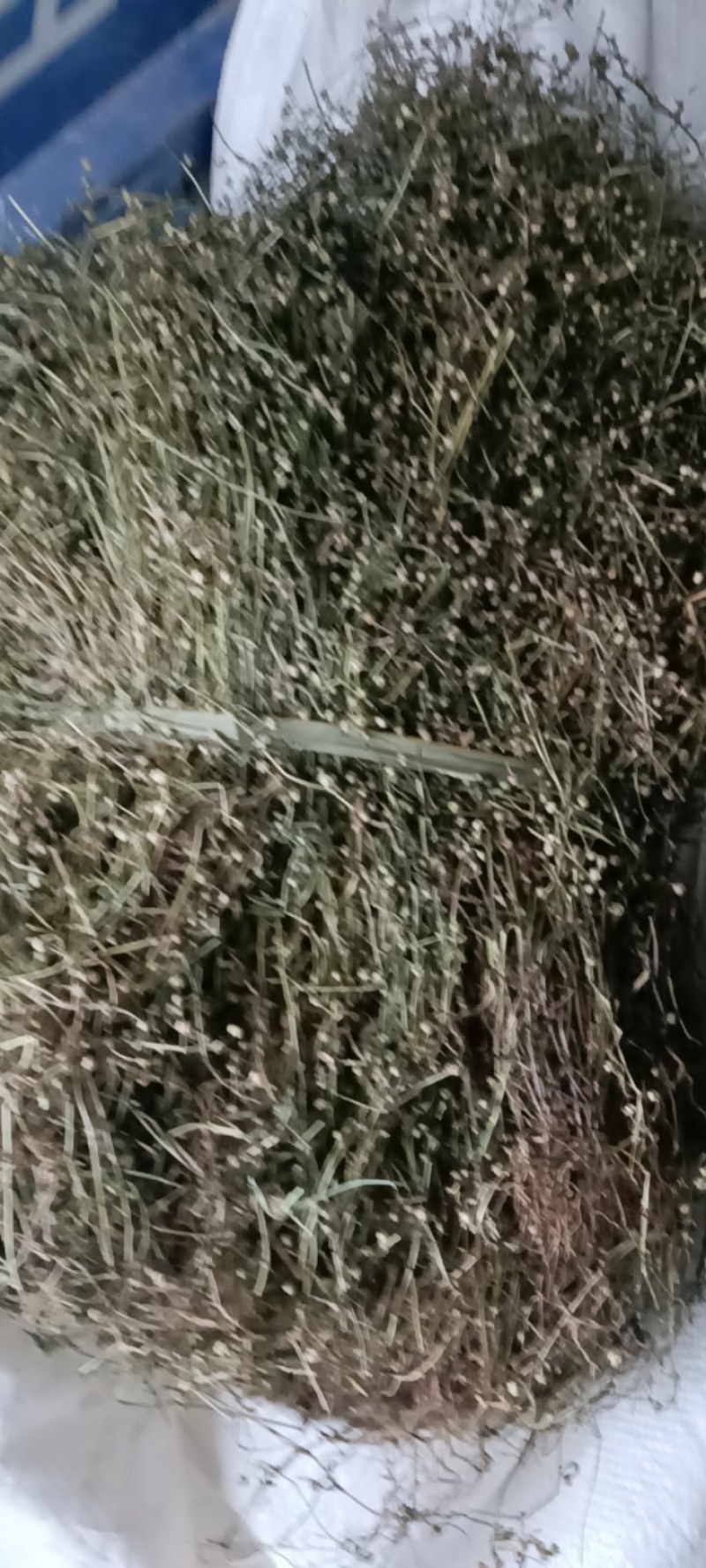 野生白花蛇舌草！顺草