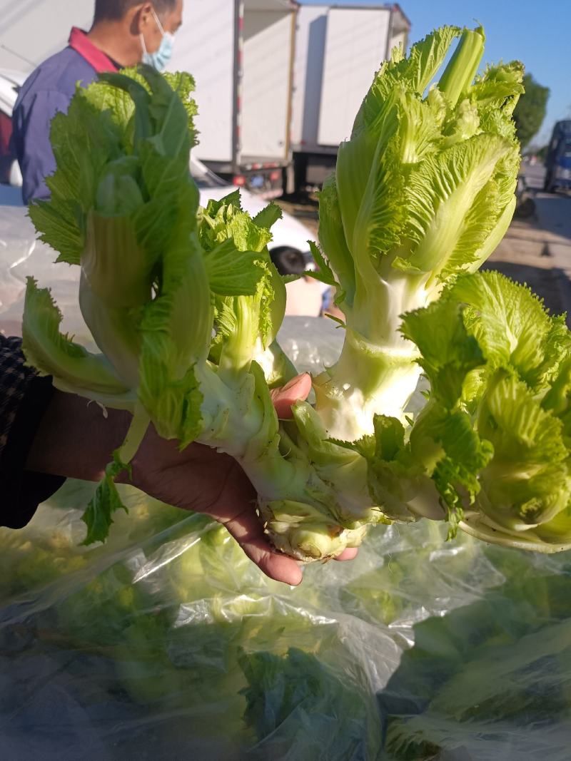 儿菜，品质好，货源充足，货物新鲜，保质保量，欢迎采购