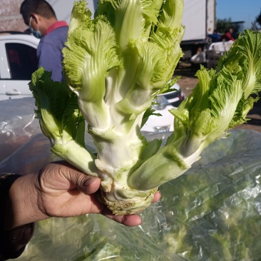 儿菜，品质好，货源充足，货物新鲜，保质保量，欢迎采购