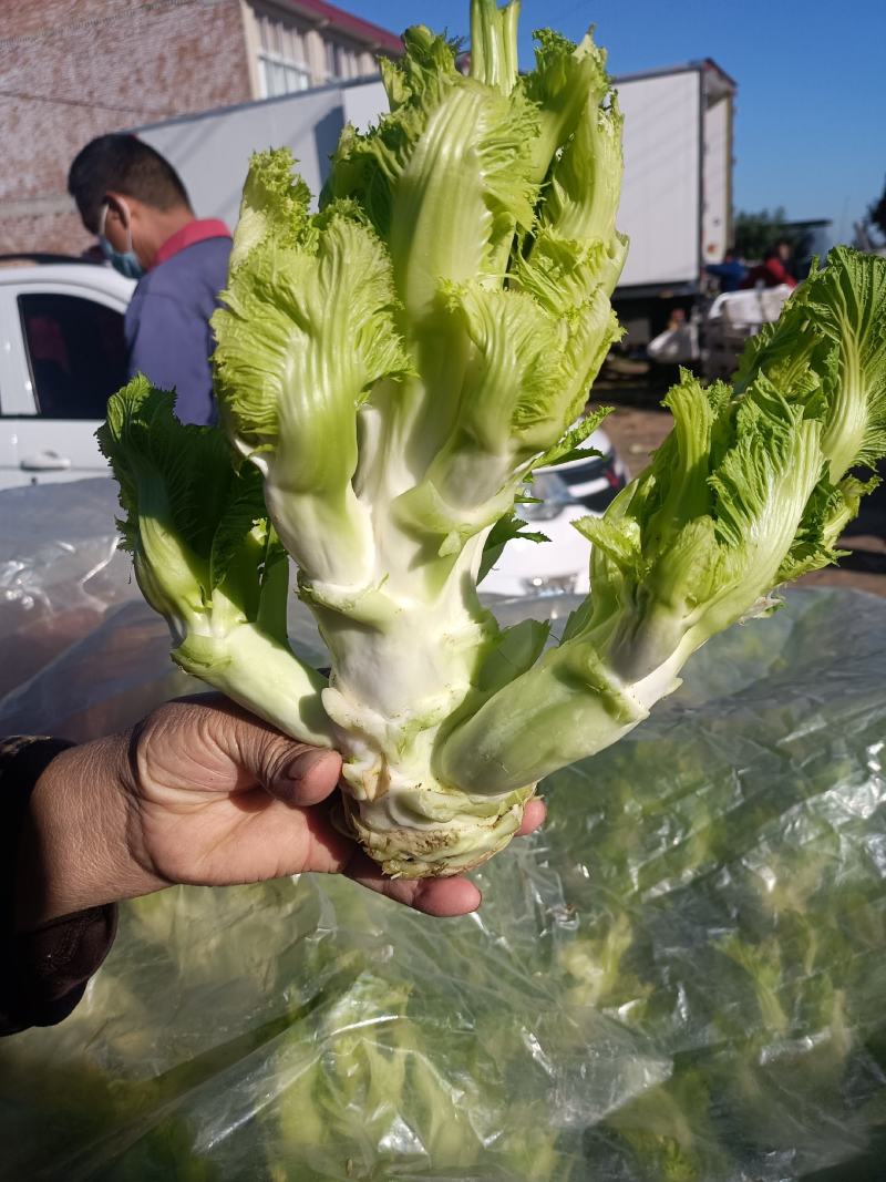 儿菜，品质好，货源充足，货物新鲜，保质保量，欢迎采购