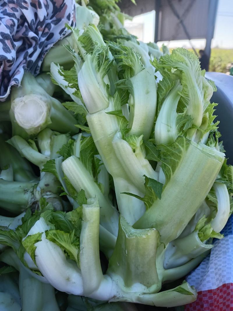 儿菜，品质好，货源充足，货物新鲜，保质保量，欢迎采购