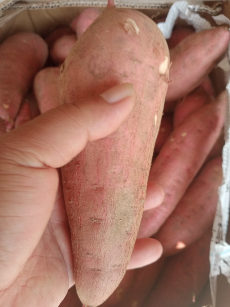 广东红薯，西瓜红，皮毛条形精品，大量供应，量大从优，