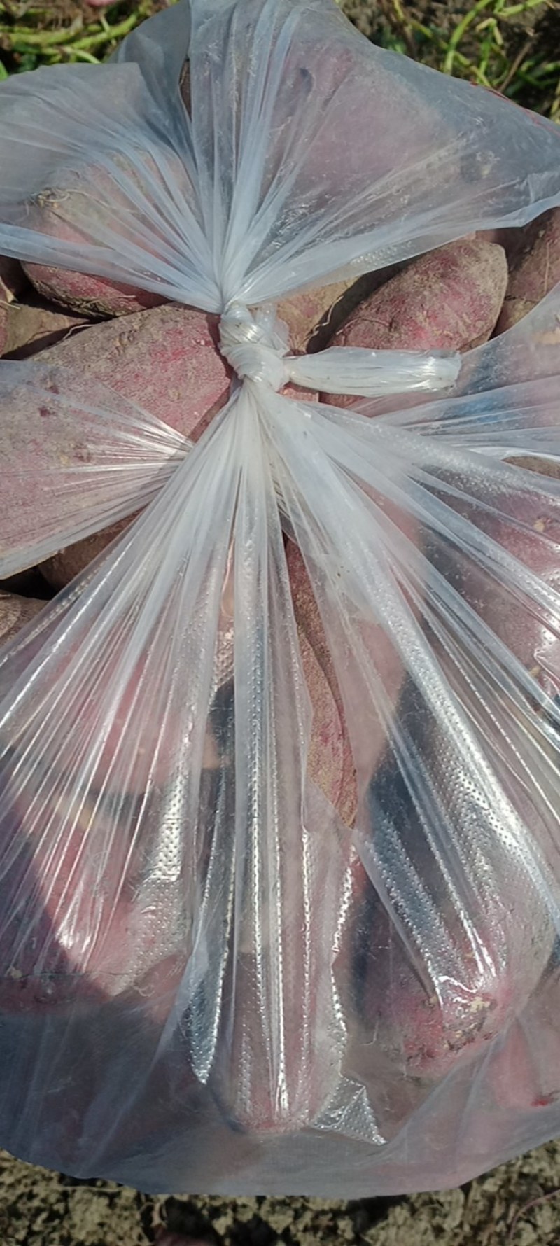 广东红薯，西瓜红，皮毛条形精品，大量供应，量大从优，
